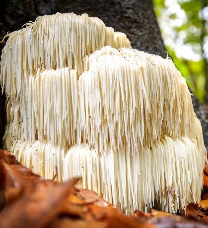 Coffee with Mushrooms Medium Roast